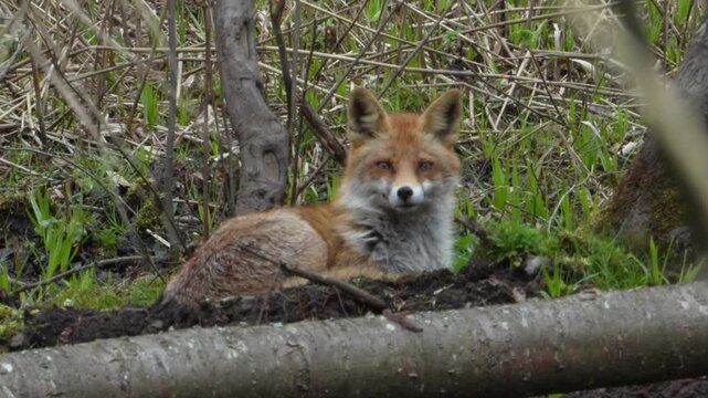 red fox vulpes