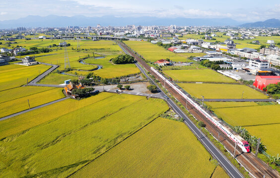 Aerial view of a Puyuma Express train dashing through golden rice fields in Jiaoxi Township, Yilan County, Taiwan, past the historic Wu-Nuan Slate Bridge under a backdrop of misty mountains. A perfect