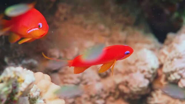 underwater footage showcasing a school of colorful Sea Goldie Pseudanthias squamipinnis, also known as Lyretail Anthias or Scalefin Anthias, gracefully swimming among vibrant coral formations in a tro