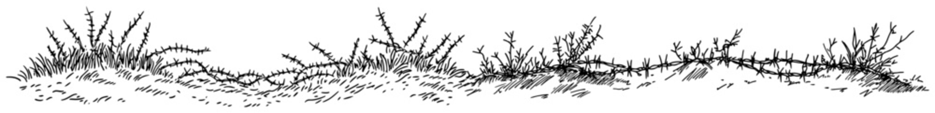 Wild grass and thorny plants growing along a field edge in hand drawn doodle style