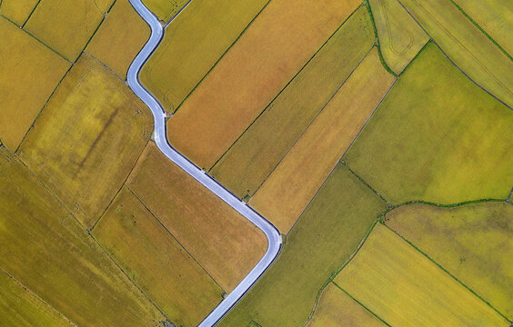 Vertical top-down view of a beautiful patchwork field with a curvy country lane winding through the rice paddies in the season of golden harvest, in Yilan (Ilan), Taiwan, Asia