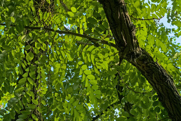 Fototapeta premium closeup of branches with sunny black locust leaves - roibinia 
