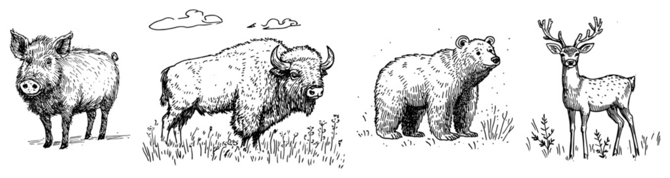 Wild animals set including boar bison bear and deer in hand drawn sketch style