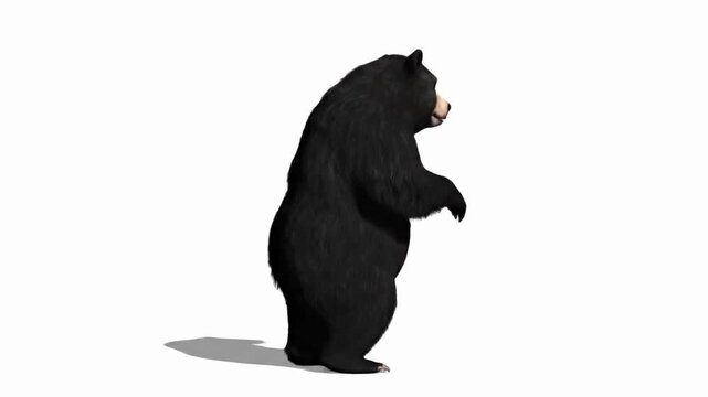 Sun bear dances in computer-generated fur rendering for animal realism on a white background