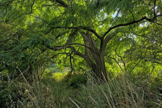 old black locust tree with sunny spring leaves in Bourgoyen nature reserve, Ghent, Flanders, Belgium - Robinia pseudoacacia 