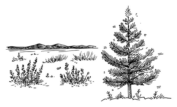Pine tree and mountain horizon landscape elements in hand drawn sketch style