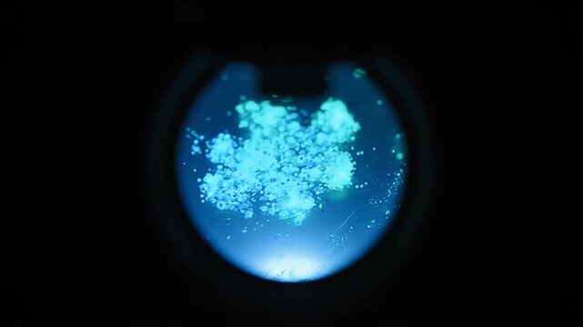 Close-up macro view of bioluminescent bacteria colonies glowing vibrant blue-green under UV light