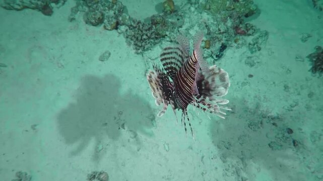 Close up footage of a striking lionfish Pterois miles or Pterois volitans gracefully swimming amidst a colorful coral reef. Its distinctive venomous spines and intricate striped patterns are clearly v