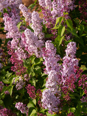Obraz premium Beautiful blooming purple lilac Syringa in spring in Greece.