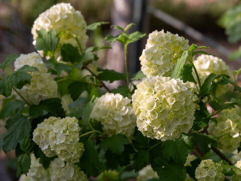 Beautiful flower of Viburnum opulus Roseum Boule de Neige in spring in Greece. 