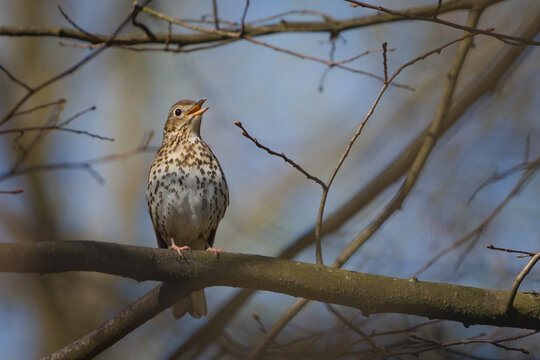 Song Thrush (Turdus philomelos) &ndash; Singing on a Tree Branch in Early Spring &ndash; common bird in the wild in the Czech Republic