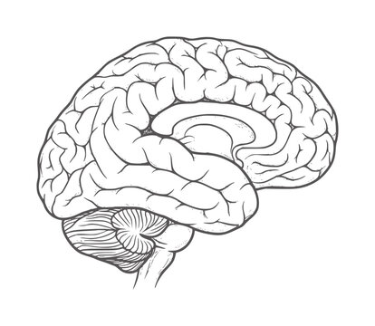 Black and white line of a human brain sagittal view anatomy science medical