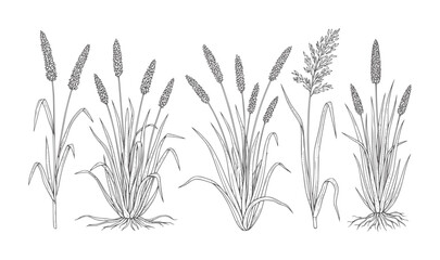 Hand Drawn Botanical of Various Grass Species plant nature field © Salam