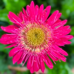 Obraz premium pink daisy flower
