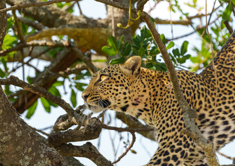 African leopards (Panthera pardus pardus) climbing along branch in tree in Serengeti  resting on branch in tree on plains in Tanzania. © Brian Scantlebury