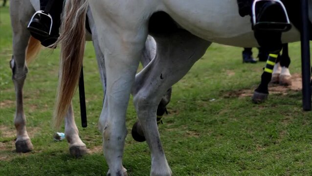 Cavalos de cavalaria em ordem e disciplina