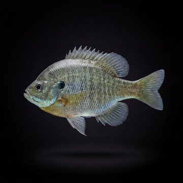 A vibrant bluegill fish swims in the dark water with its scales shining brightly