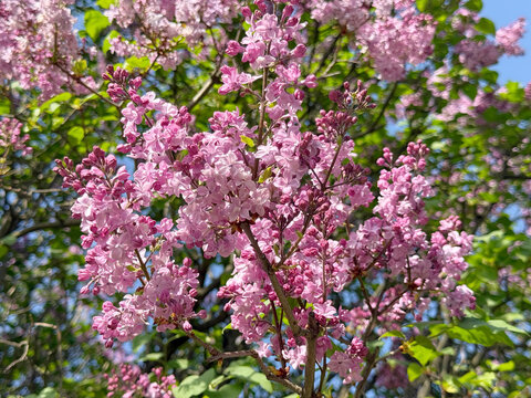 Pink lilac flowers.