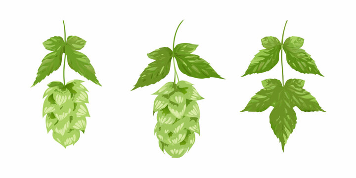 Three green hop flowers hanging displaying distinct stages of growth