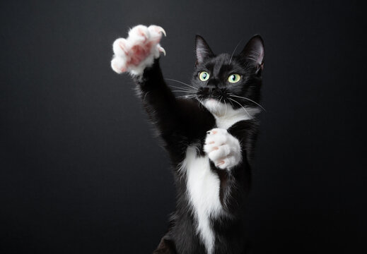 A tuxedo cat raises its paw with its claws extended. Studio photo against a black background with copy space