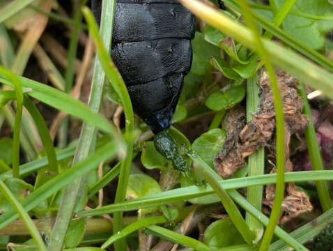 Black Oil Beetle (Meloe proscarabaeus) secreting toxic hemolymph as a defense mechanism, Denmark
