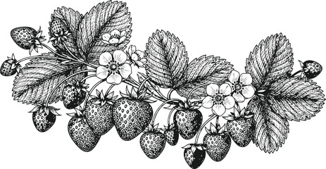 Detailed Hand-Drawn Strawberry Vine with Blossoms and Berries Botanical Illustration Vintage Style © Ishtiaq