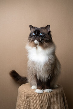 majestic ragdoll cat sitting on stool covered with blanket looking to the side, studio shot with copy space.