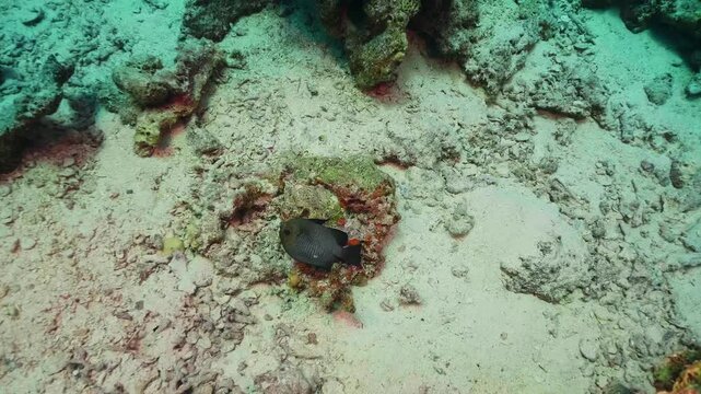 This serene underwater footage captures a solitary dark colored fish gracefully navigating a vibrant coral reef environment. The clear turquoise water and sandy seabed provide a natural backdrop, high