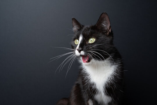 A tuxedo cat looks surprised or shocked; funny studio portrait against a black background with space for text