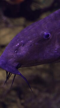 Vertical video. Close up view of a large, exotic catfish Oxydoras niger with distinctive barbels calmly swimming in a dimly lit aquarium, showing off its unusual body with spikes and plates