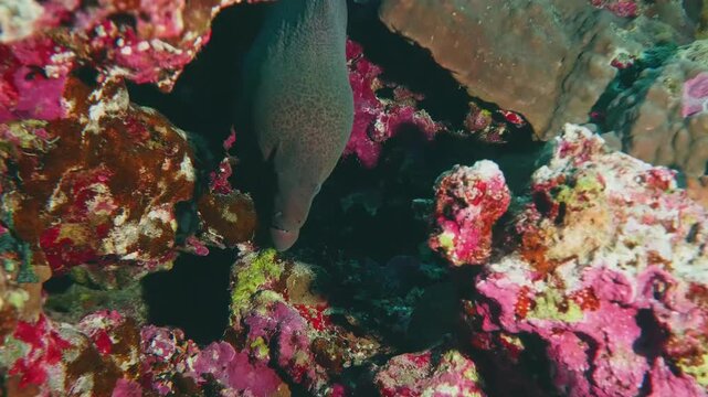 A close up shot of a majestic moray eel partially concealed within the colorful crevices of a thriving coral reef. This underwater footage captures the intricate patterns of the eel's skin and the ric