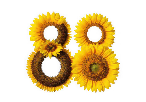 The number eighty eight creatively formed by vibrant yellow sunflower blossoms in full bloom isolated on transparent background