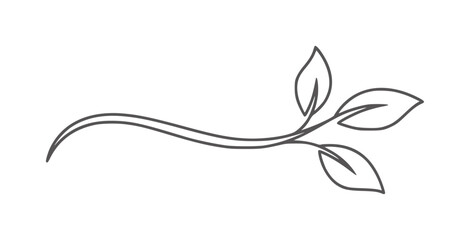 Fototapeta premium Dark gray vine with three leaves white leaf plant nature organic