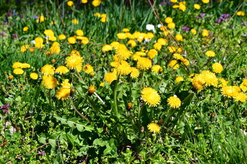 Obraz premium Yellow dandelions in a meadow