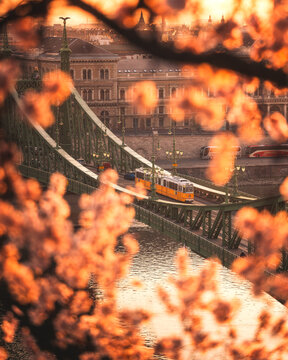Liberty Bridge detail with blossom foreground