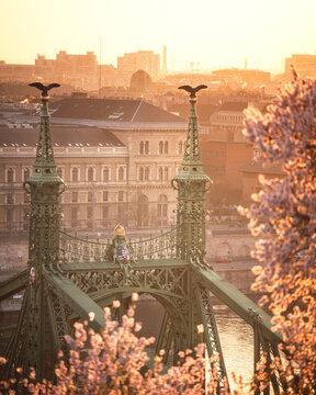 Liberty Bridge detail with blossom foreground