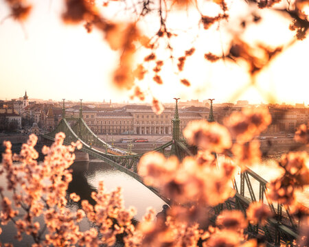 Liberty Bridge detail with blossom foreground