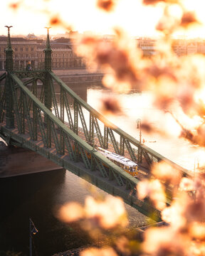 Liberty Bridge detail with blossom foreground