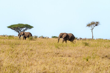 Naklejka premium Two elephants mid-ground with herd of zebra in background and acacia trees in typical African landscape in Serengeti grassland