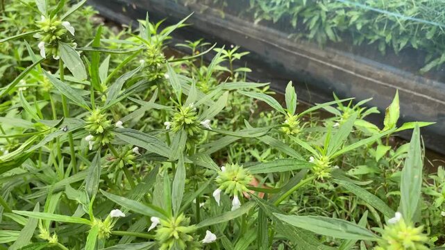 Close up of leucas aspera plant showing flowers and foliage displaying the natural beauty of medicinal herbs and wild plants