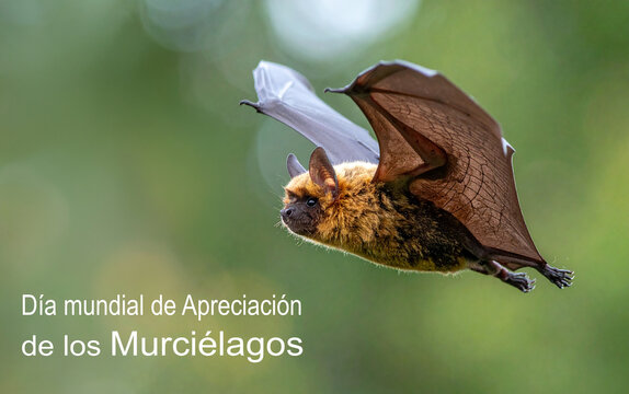 Cartel del D&iacute;a mundial de Apreciaci&oacute;n de los Murci&eacute;lagos con un Murci&eacute;lago en pleno vuelo con alas extendidas sobre fondo desenfocado, para campa&ntilde;a medioambiental y conservaci&oacute;n del planeta