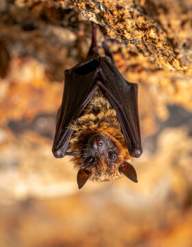 Un murci&eacute;lago colgado en la pared de roca de una cueva, imagen de fauna y biodiversidad para campa&ntilde;a medioambiental, ciencia, naturaleza y conservaci&oacute;n del planeta