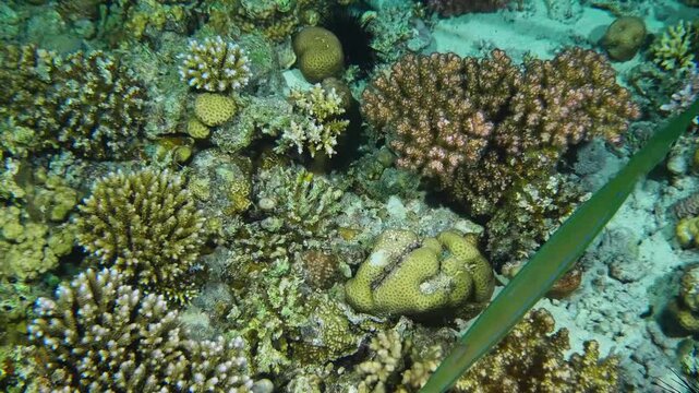 Footage captures a beautiful Bluespotted Cornetfish Fistularia commersonii gracefully swimming above a colorful coral reef, showcasing the intricate details of its elongated body and the rich biodiver