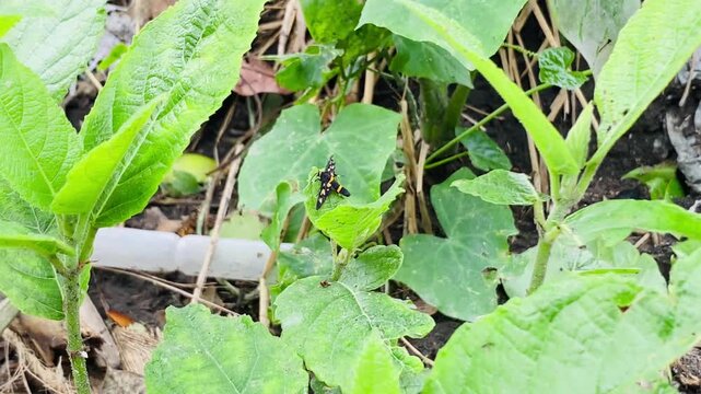 Black and yellow butterfly resting on vibrant green leaf in natural environment showcasing vivid colors and insect detail in a botanical setting