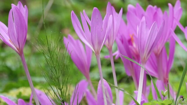 Close-up of autumn crocus, pink flowers in autumn, poisonous flowers, lilac-pink flowers blowing in the wind in the meadow, Colchicum autumnale
