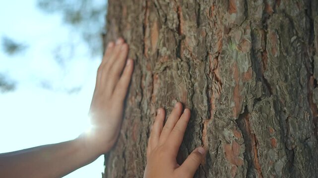 Child hands touching tree bark. Family moment connecting with nature. Hands on tree trunk emphasize environment bond with nature. Family feeling texture tree bark outdoors. Tree family hands closeup.