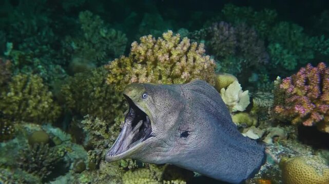 Close up underwater footage of a majestic Giant Moray Eel Gymnothorax javanicus emerging from its hiding spot within a colorful coral reef. The eel's distinctive patterned skin and sharp teeth are cle