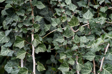 Fototapeta premium Seamless green ivy leaves texture background, dense natural foliage pattern with detailed leaf veins — evergreen plant surface, climbing ivy ground cover, botanical texture, organic greenery backdrop,