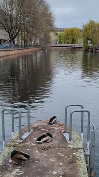Vertical 4K footage of a calm river with swimming ducks and cars crossing a bridge. High bitrate 100 Mbps at 25 fps captures smooth water ripples and an urban spring atmosphere.