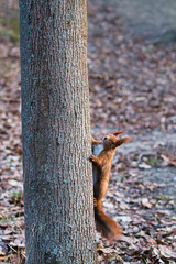 Wiewiórka na drzewie wiosną © Krzysiek Cegiełka